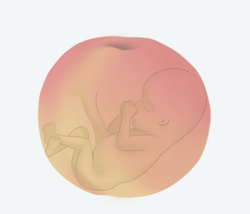 Size of baby: Peach